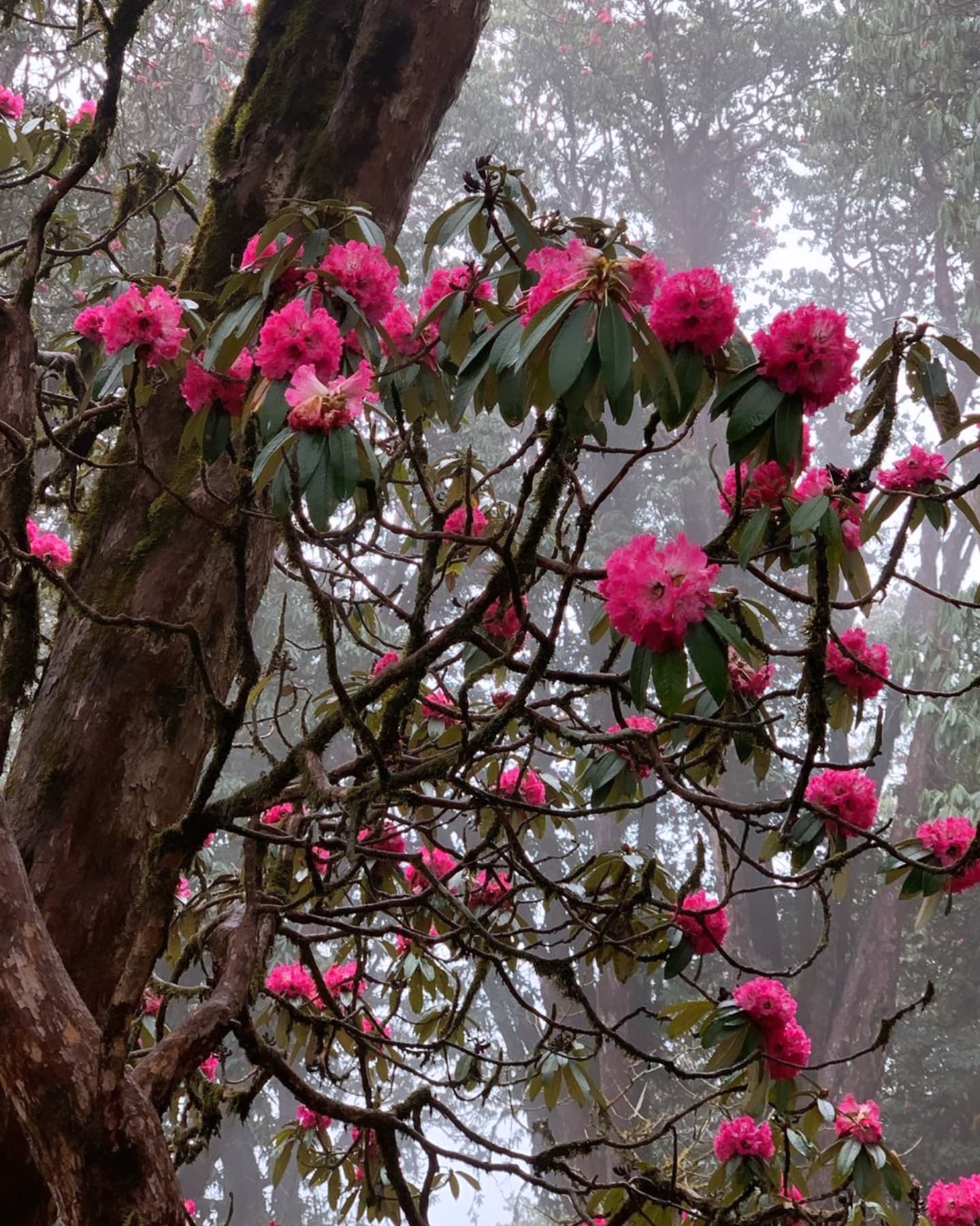 Rhododendron