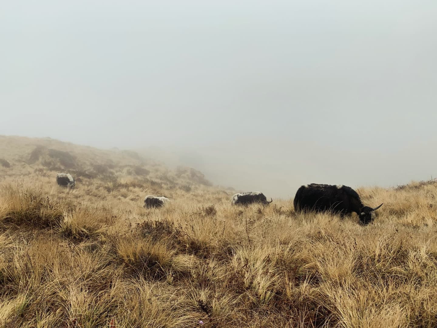 Yaks at Thapla Danda
